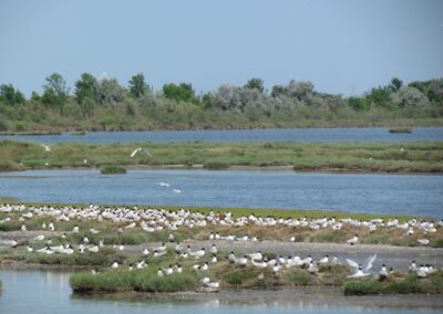 birdwatching-a-lio-piccolo