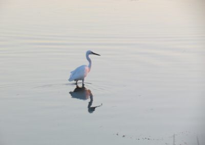 lio-piccolo-birdwatching