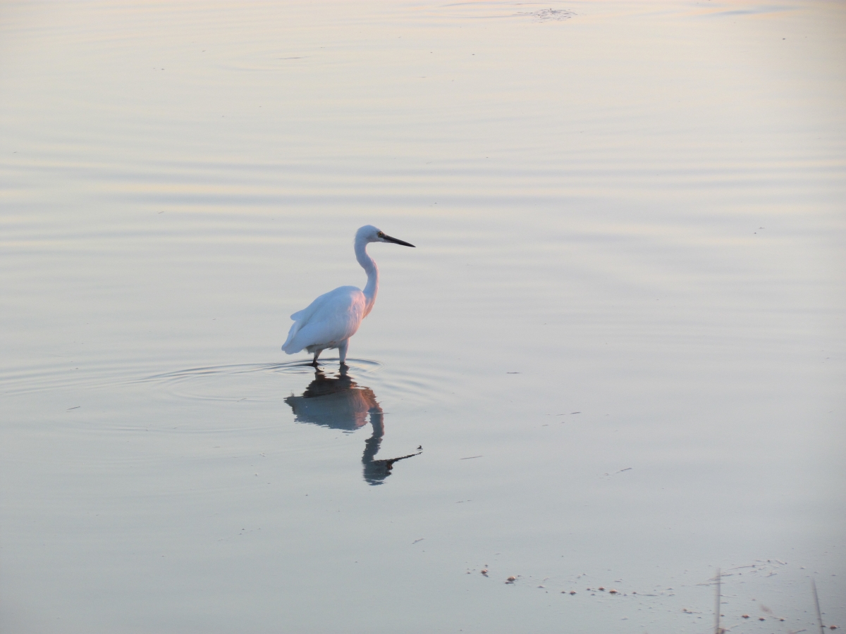 lio-piccolo-birdwatching