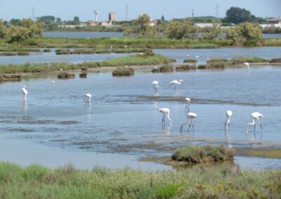 fenicotteri-lio-piccolo-laguna